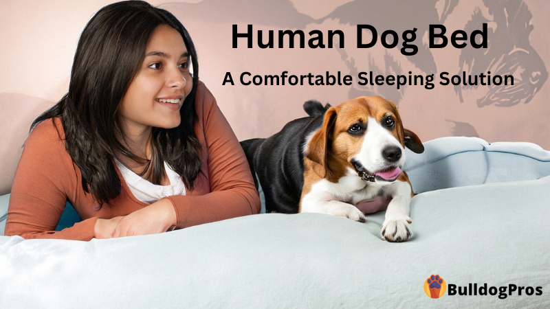 Human Dog Bed A Comfortable Sleeping Solution
