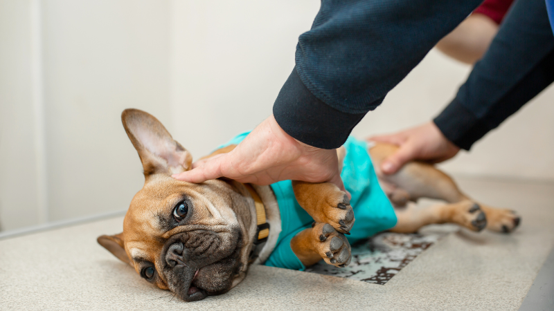 Understanding IVDD in French Bulldogs Understanding IVDD in French Bulldogs