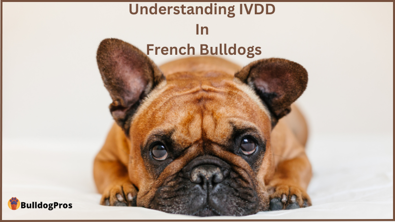 Understanding IVDD in French Bulldogs
