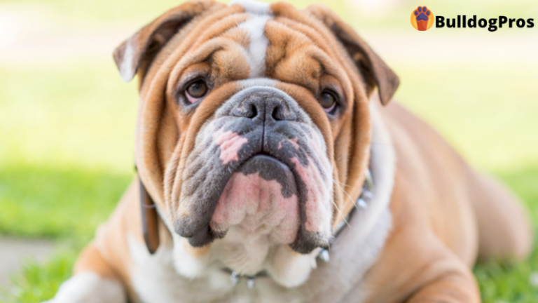 Owning An English Bulldog – A Serious, Lifelong Commitment