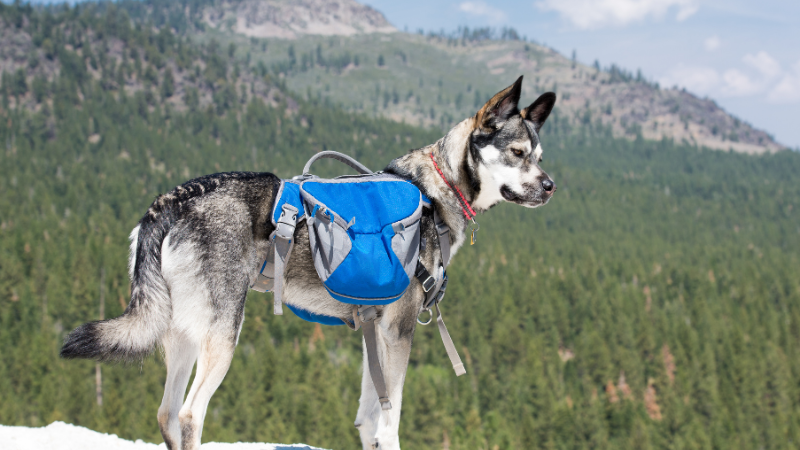 Pawsome Adventures Mastering the Dog Day Pack Essentials (5) - Hiking