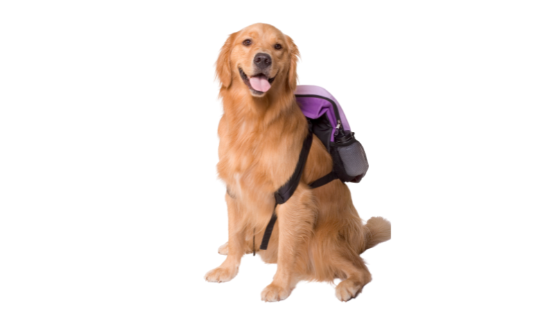 Pawsome Adventures Mastering the Dog Day Pack Essentials (6)