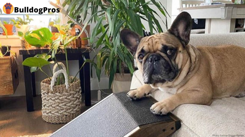 Can French Bulldogs Go Up and Down Stairs? Dog Ramp