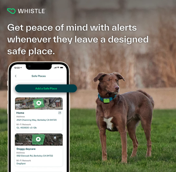 Best GPS Dog Collars - Whistle Go Explore