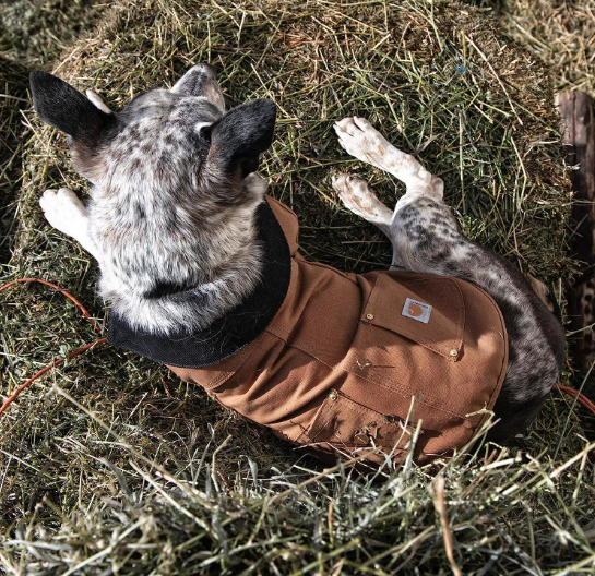 Best Coats for Dogs - Carhartt