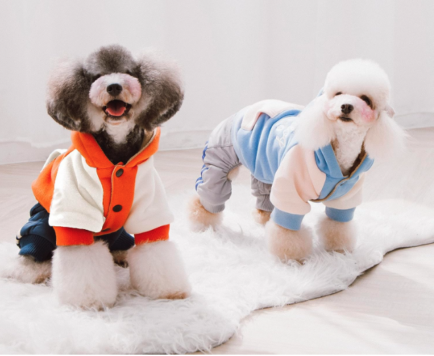 Best Dog Sweaters for Small Dogs - Touchdog