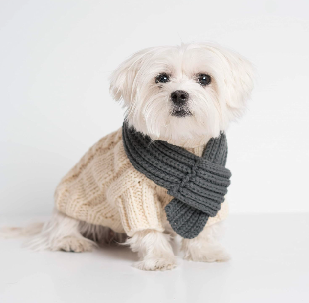 Best Dog Sweaters for Small Dogs - United Pups