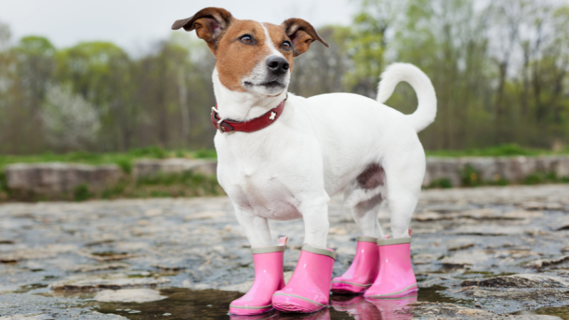 Shoes for Dogs A Comprehensive Guide (2)