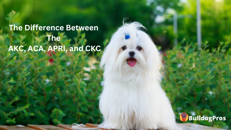 The Difference Between The AKC, ACA, APRI, and CKC