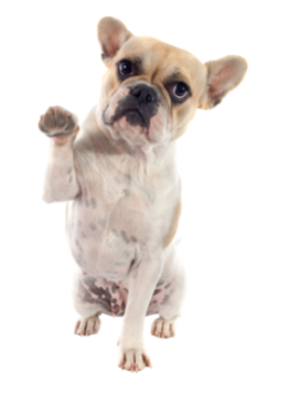 The French Bulldog and Behavior – The Good, Bad & Ugly - Begging
