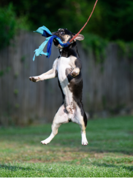 french bulldog behavior problems: French Bulldog Jumping for a Rope
