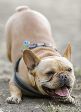 The-French-Bulldog-and-Behavior-–-The-Good-Bad-Ugly-Playing
