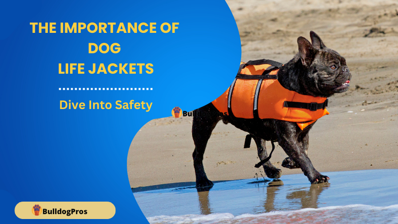 The Importance Of Dog Life Jackets (1)