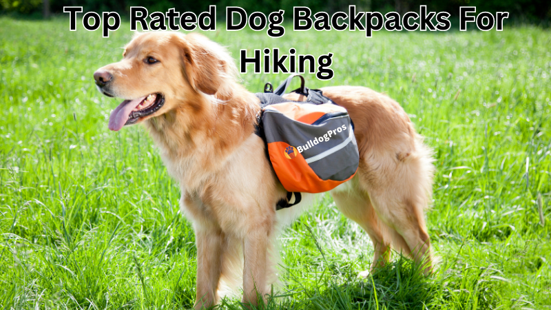 Best Dog Backpacks for Hiking