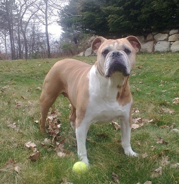 Olde English Bulldogge