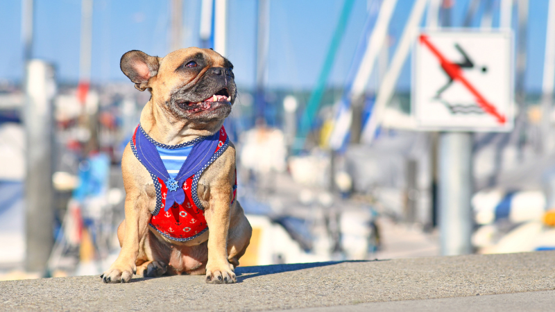 The Ultimate Guide To Traveling With Dogs - Ship