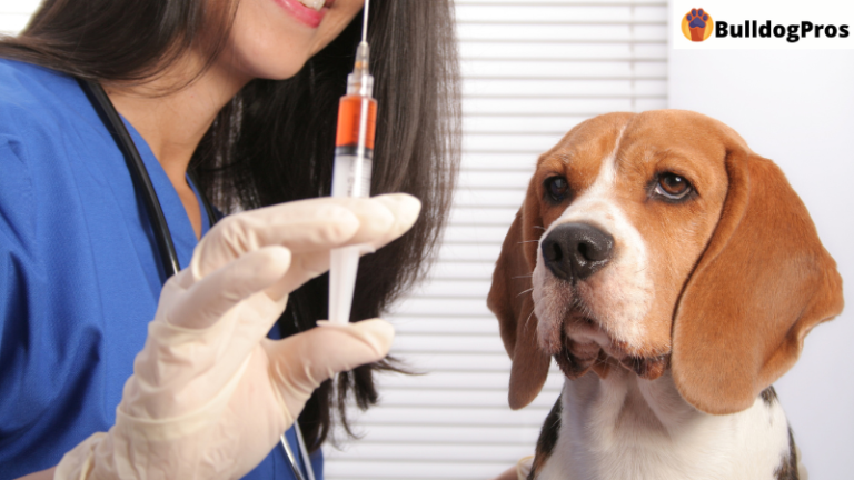 vaccination schedule for puppies and dogs