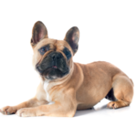 The French Bulldog and Behavior - The Good, Bad & Ugly