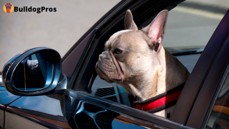 BulldogPros - French Bulldog Car Seats - ﻿ Buying Guide