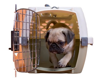 Can Bulldogs Fly On Airplanes? What You Should Know