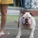 What Type of Exercise Is Best for English Bulldogs?