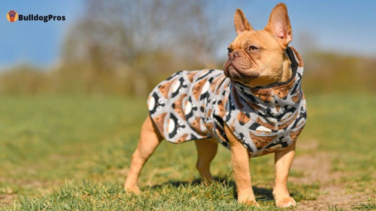 Dog Recovery Suit - Benefits and Uses