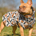 Dog Recovery Suit - Benefits and Uses
