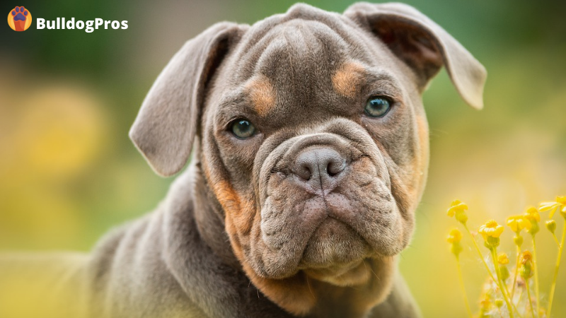 Chocolate clearance bulldog puppy