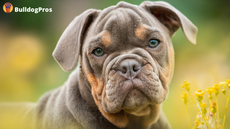 What Is A Chocolate English Bulldog?