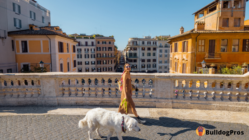 The Ultimate Guide To Traveling With Dogs