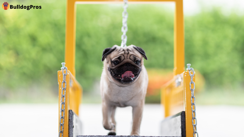 What is a Dog Treadmill? - How They Work and Their Benefits