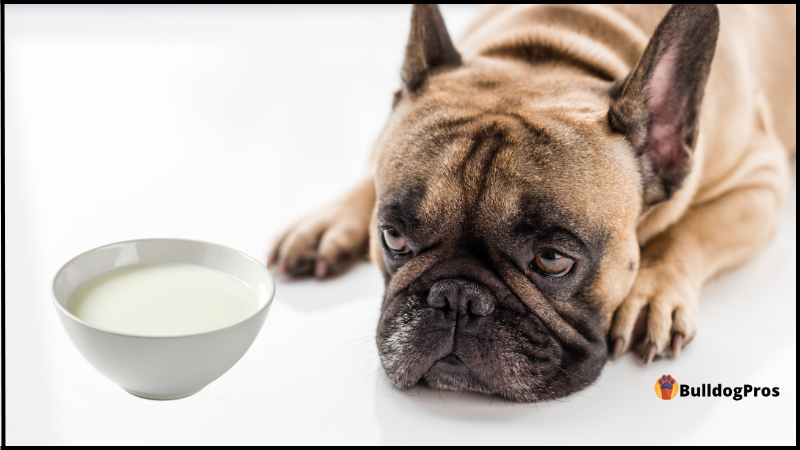 Can French Bulldogs Drink Milk? - A Comprehensive Guide