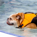 Can Bulldogs Swim? - What You Need To Know