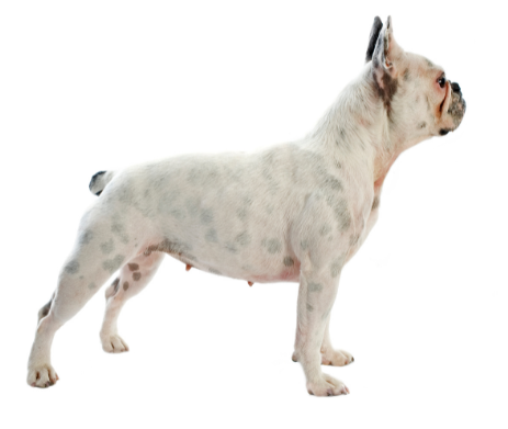 The White French Bulldog - Merle