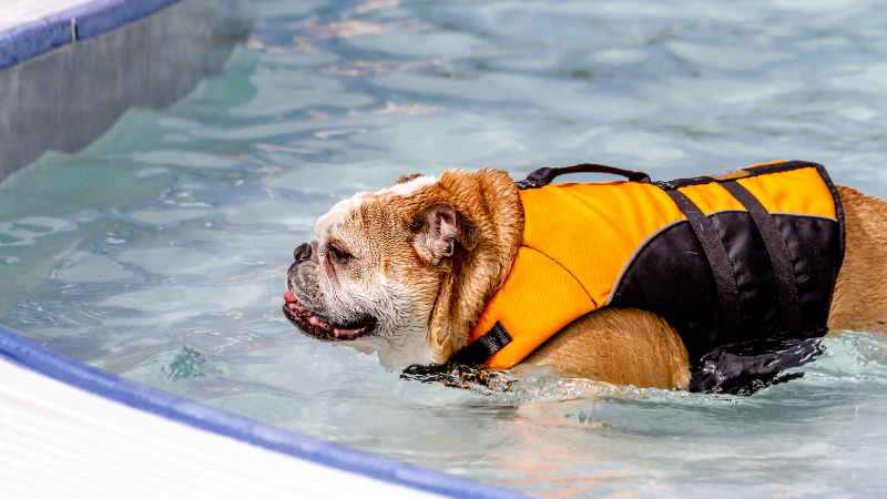 Can Bulldogs Swim? - What You Need To Know