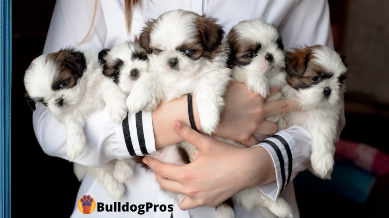 How to Choose the Right Dog Breeder