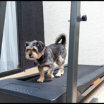 Best Rated Dog Treadmills - The Ultimate Buying Guide