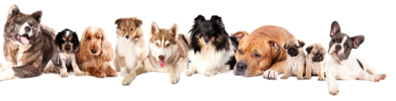 How to Choose the Right Dog Breeder
