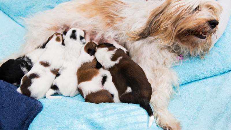 How to Choose the Right Dog Breeder - Puppy Mill