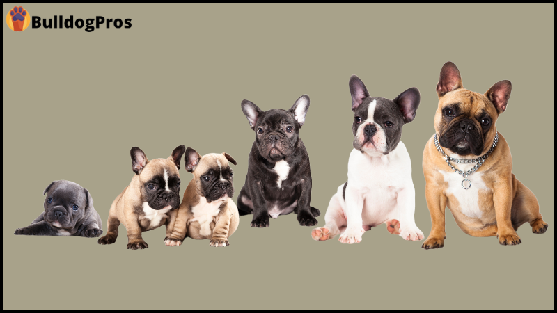 How Big Does A French Bulldog Get?