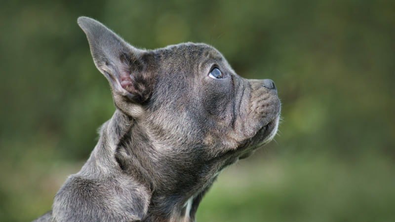 Can French Bulldogs Breed Naturally? 