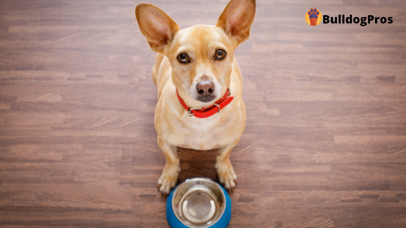 The 5 Best Automatic Pet Food Dispensers