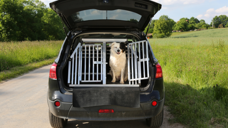 The Ultimate Guide To Traveling With Dogs - Car