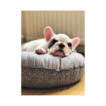 Best Dog Beds For French Bulldogs