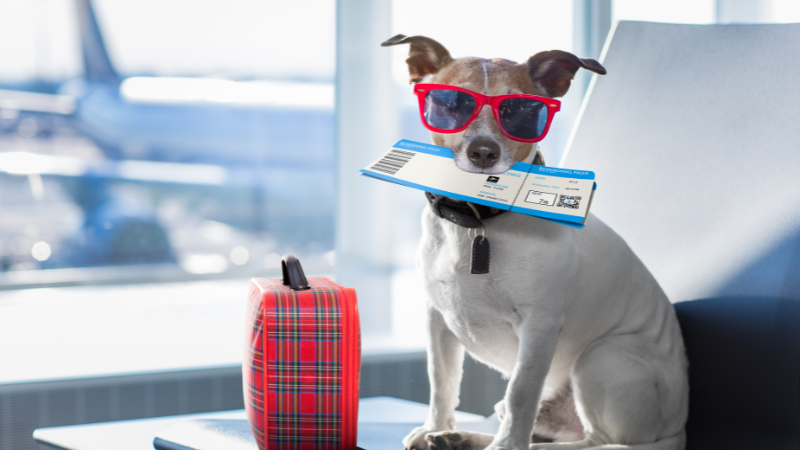 The Ultimate Guide To Traveling With Dogs - Plane