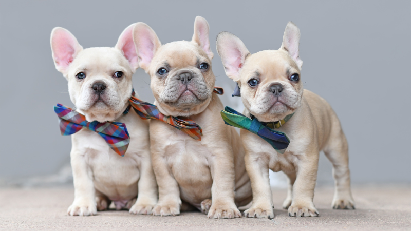 How Many puppies can a french bulldog have?