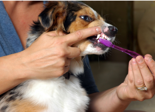 When Do Puppies Stop Teething? A Guide to Your Puppy's Teeth - Brushing