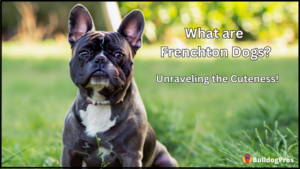 What are Frenchton Dogs