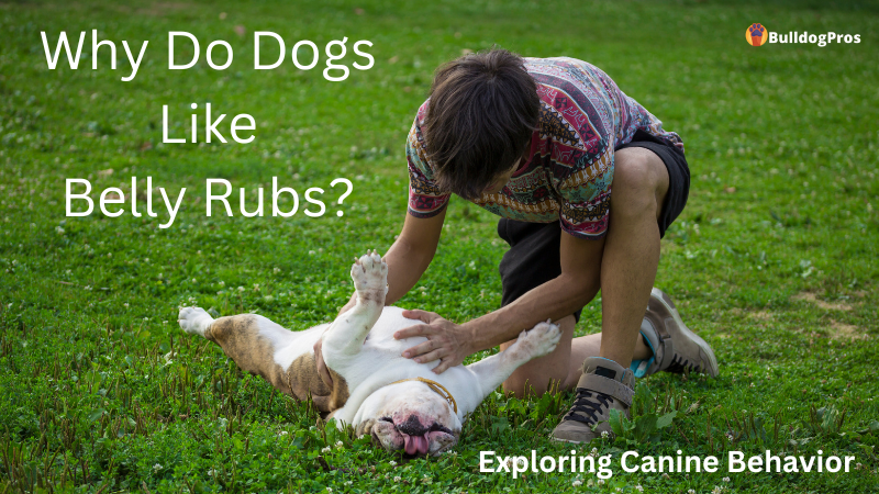 Why Do Dogs Like Belly Rubs
