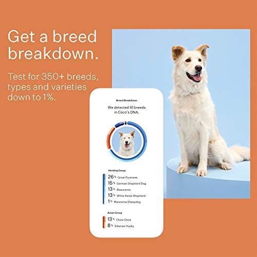 DNA Test Kits For Dogs - Buying Guide - Wisdom Panel Premium